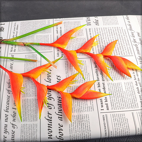 زهرة طيور الجنة الطبيعية تقريبًا