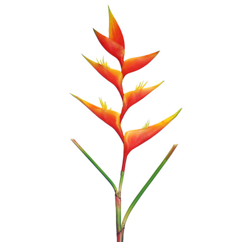 زهرة طيور الجنة الطبيعية تقريبًا