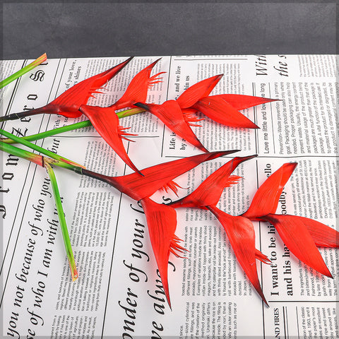 زهرة طيور الجنة الطبيعية تقريبًا