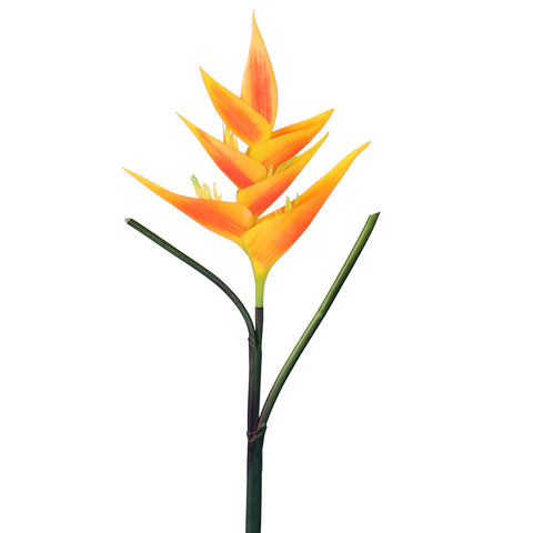 Birds of paradise flower