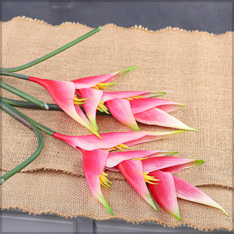 زهرة طيور الجنة الطبيعية تقريبًا