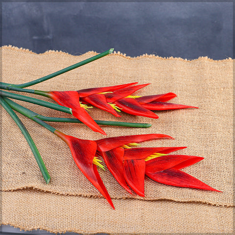 زهرة طيور الجنة الطبيعية تقريبًا