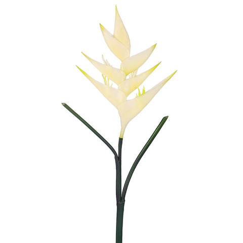 زهرة طيور الجنة الطبيعية تقريبًا