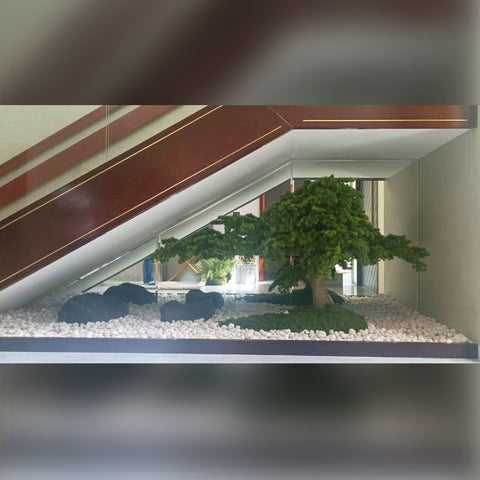bonsai tree for indoor setup