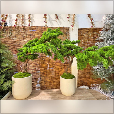 bonsai plant making
