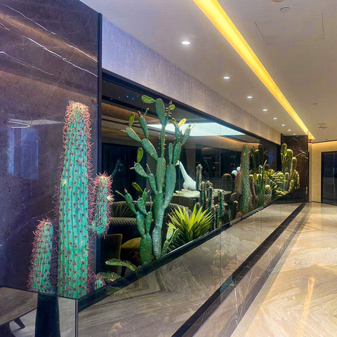 indoor cactus plant arrangement