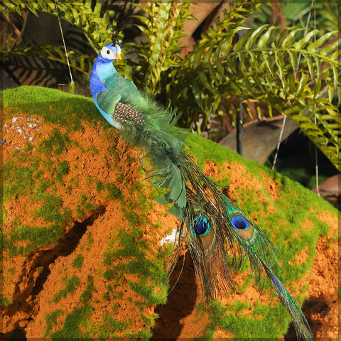 Peacock décor