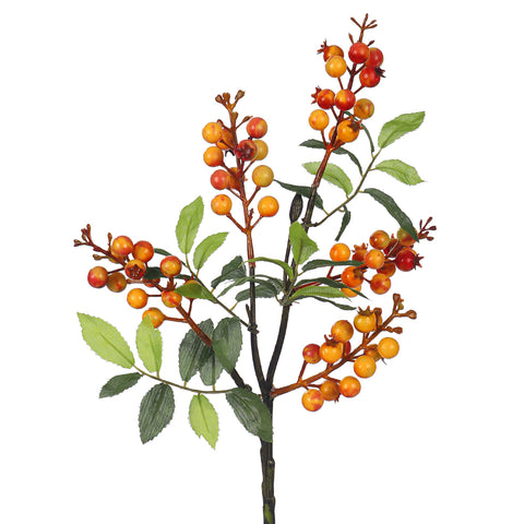 Berry stem UAE