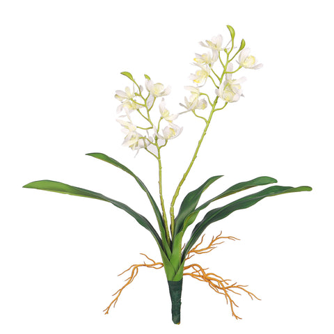 Dendrobium Orchid Plant