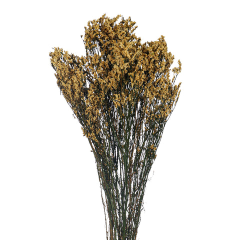 Dried Crystal Grass(without vase)