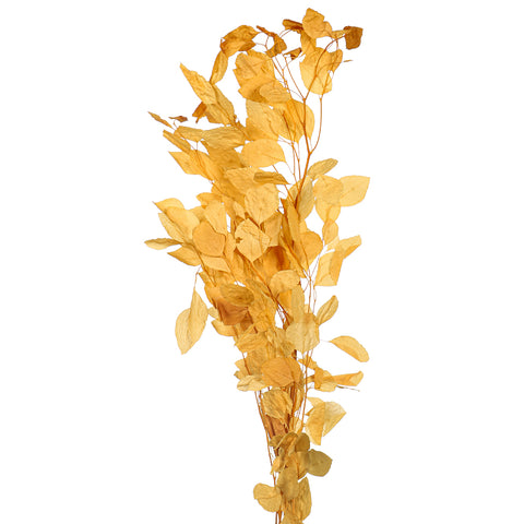 Preserved eucalyptus populus leaves