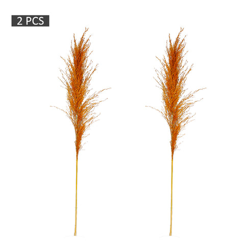 Real dried pampas grass