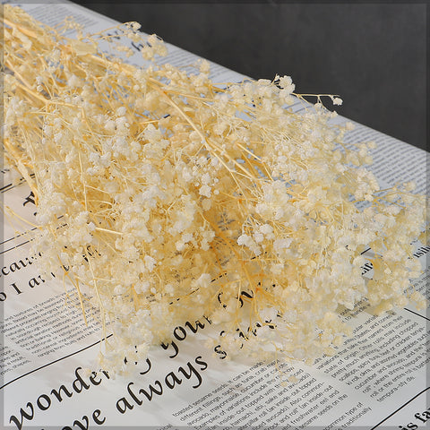 Dried Baby’s Breath