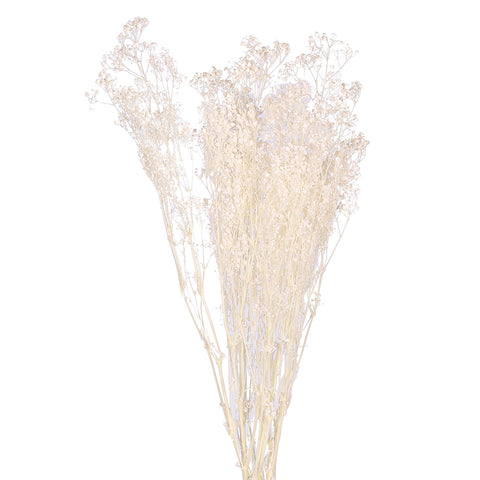 Preserved Baby's Breath