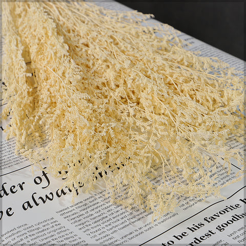 Dried Caspia Flowers