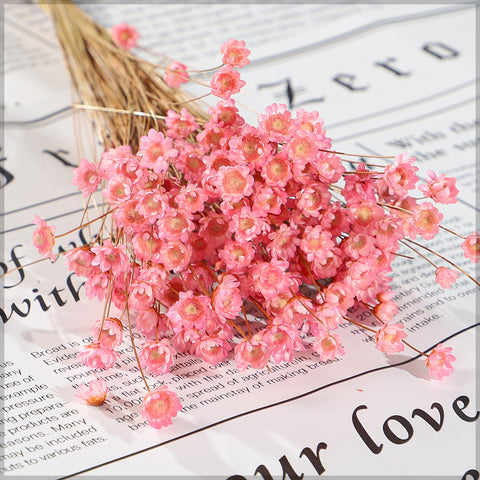 Xeranthemum Flowers for Floral Arrangements