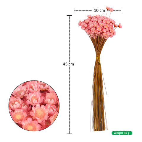 Long Lasting Preserved Xeranthemum