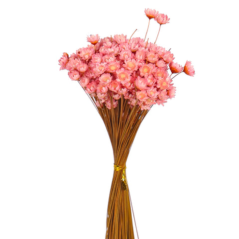 Xeranthemum Flower Heads