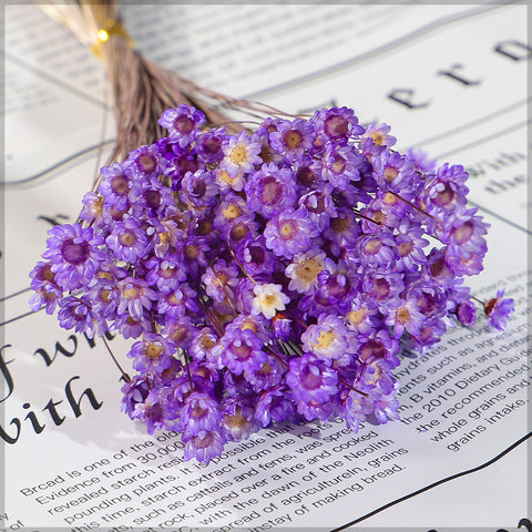 Xeranthemum Flowers for Home Decor