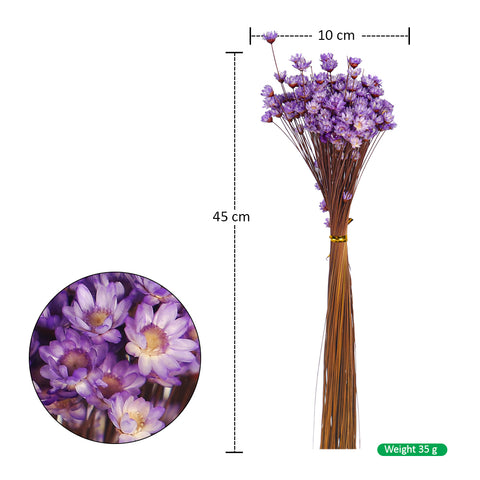 Dried Xeranthemum Flowers