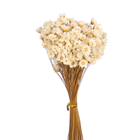 Xeranthemum Floral Stems