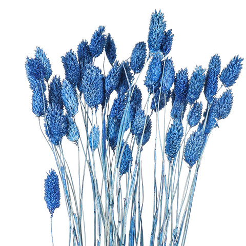 Dried Phalaris Grass(without vase)