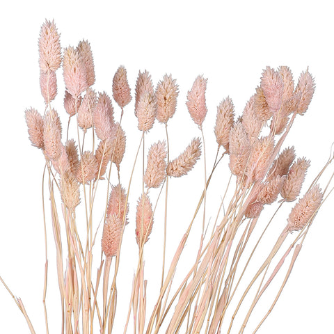 Dried Phalaris Grass(without vase)