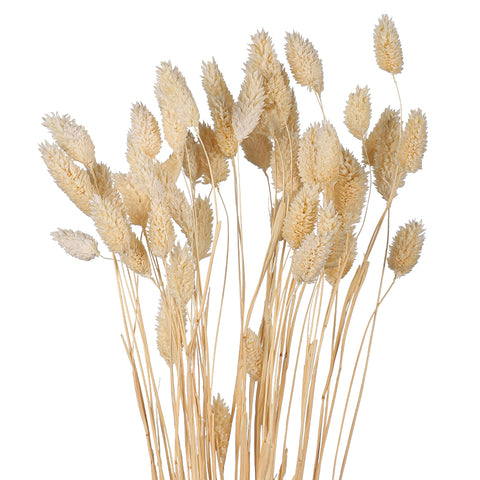 Dried Phalaris for Vases