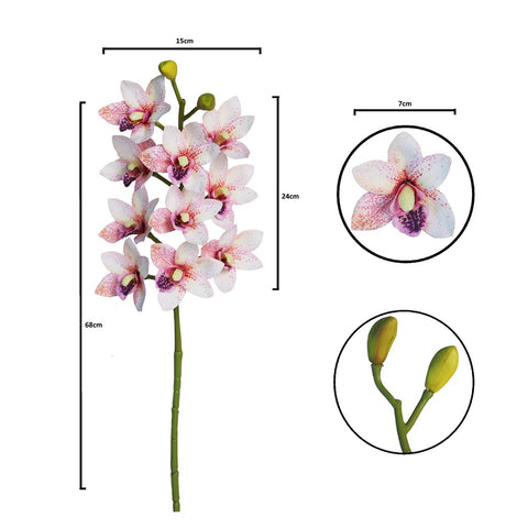 Orchid flowers