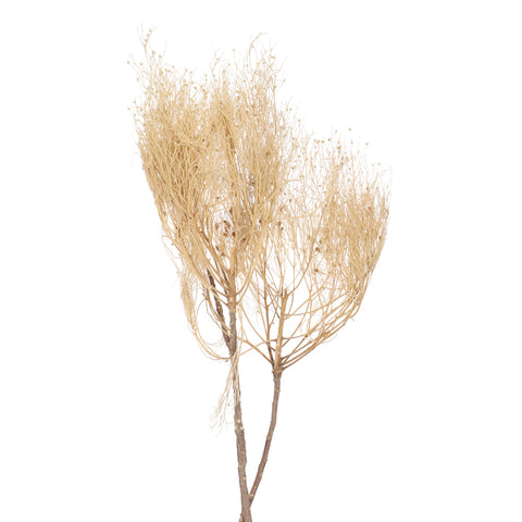 Preserved dream grass