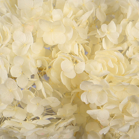Preserved Dried Hydrangea Flower(without vase)