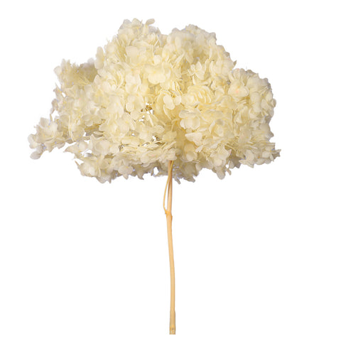 Preserved Dried Hydrangea Flower(without vase)