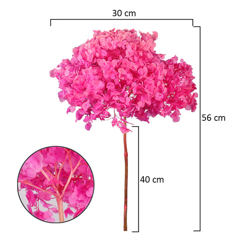 Dried hydrangea flower