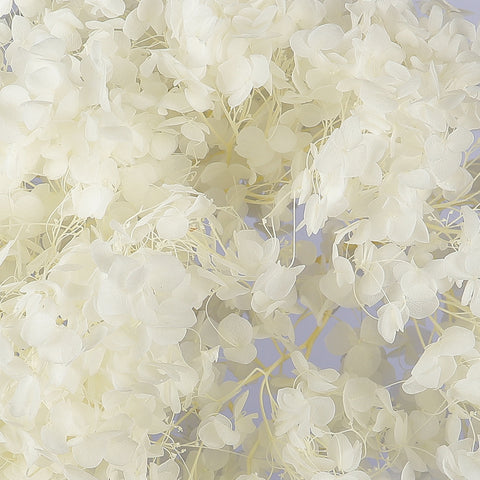 Dried hydrangea flower heads