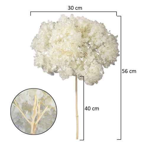 Preserved hydrangea for crafts
