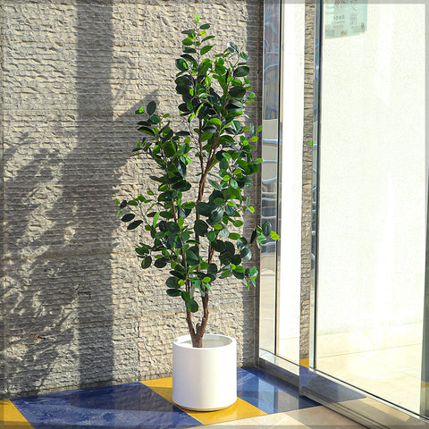 decorative ficus tree