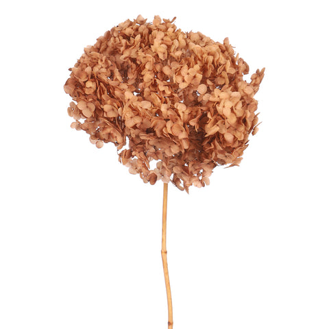 Buy Preserved Hydrangeas Online