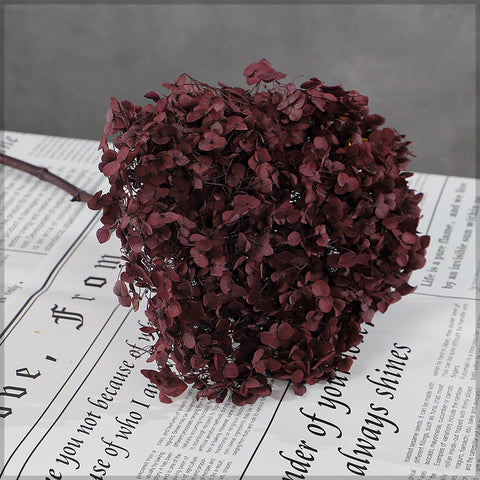 Elegant Dried Hydrangea Stems