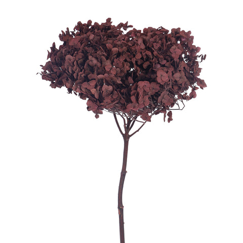 Dried Hydrangea Flower for Crafts