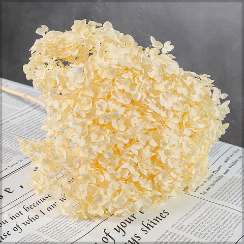 Natural Dried Hydrangea Flower