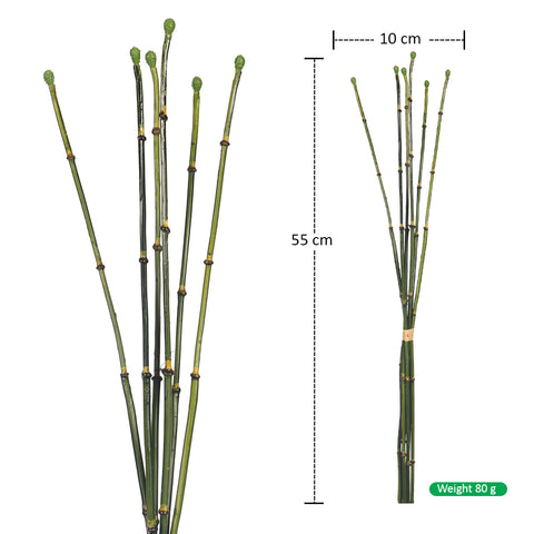 Bamboo sticks bunch