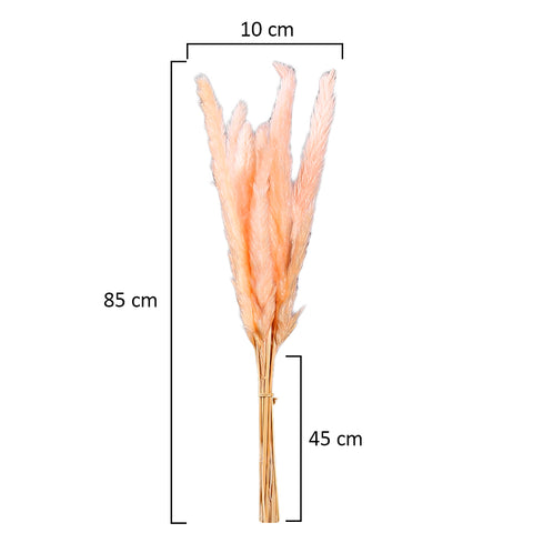 Dried Pampas Grass