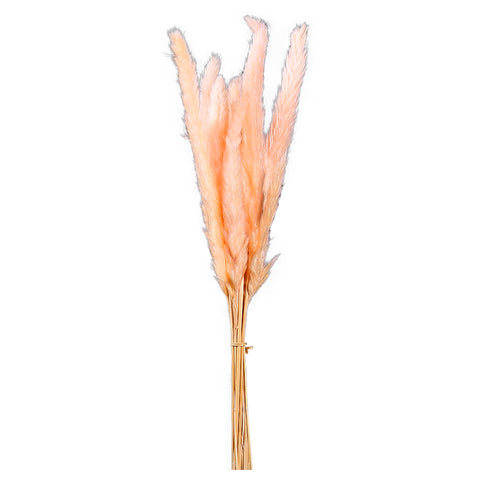 Dried Pampas Grass