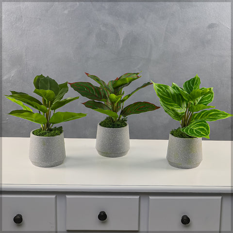 Artificial evergreen plants in a stylish pot