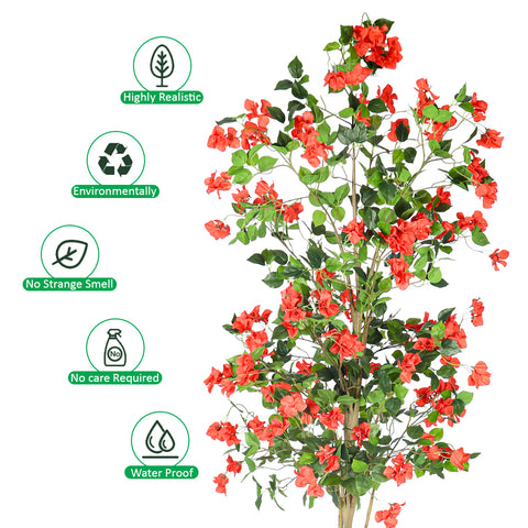 tall bougainvillea plant indoor