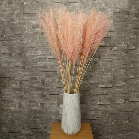 Dried Pampas Grass Plumes