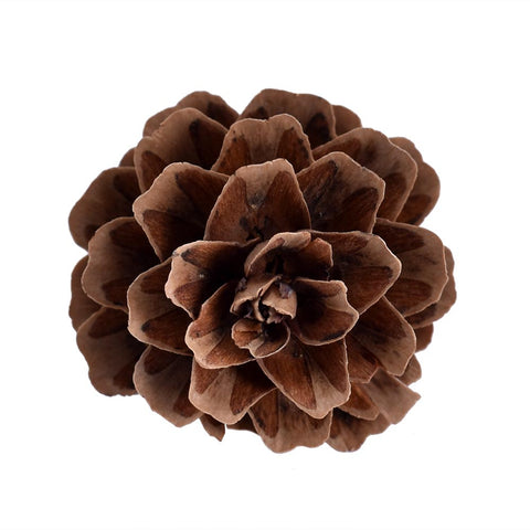 brown pine cones for crafts