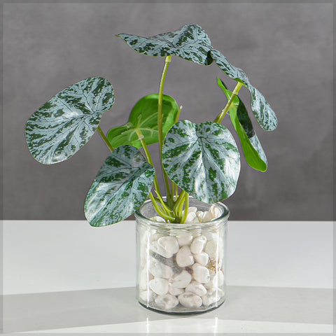 Peperomia leaves Dubai