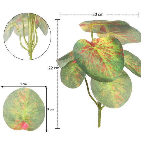 Caperata leaves bunch