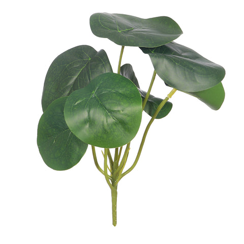 Decorative peperomia greenery